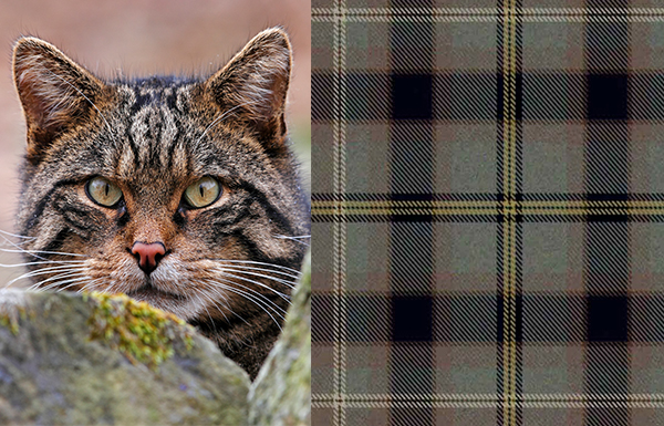 Scottish Wildcat Tartan Scarf Giveaway
