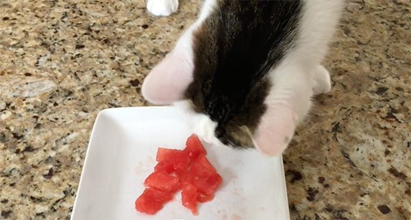 Annie and watermelon