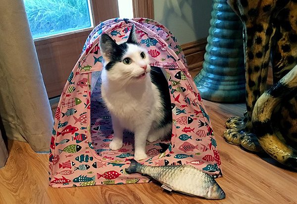 Eddie cat tent