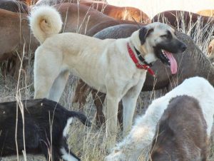 Livestock guarding dog at CCF