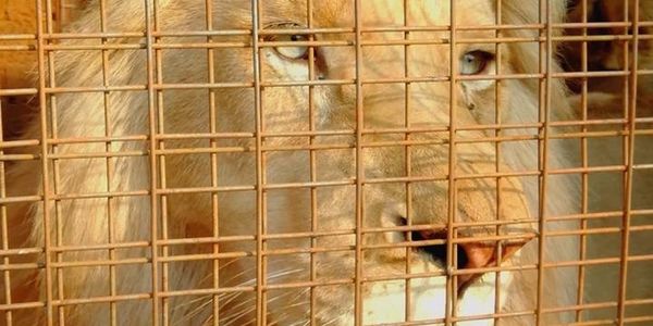 Help Save Mufasa White Lion’s Life