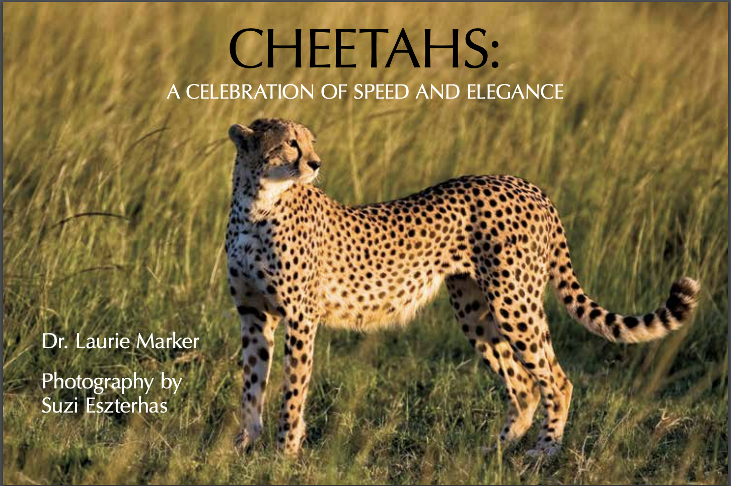 Cheetahs: A Celebration of Speed and Elegance Giveaway