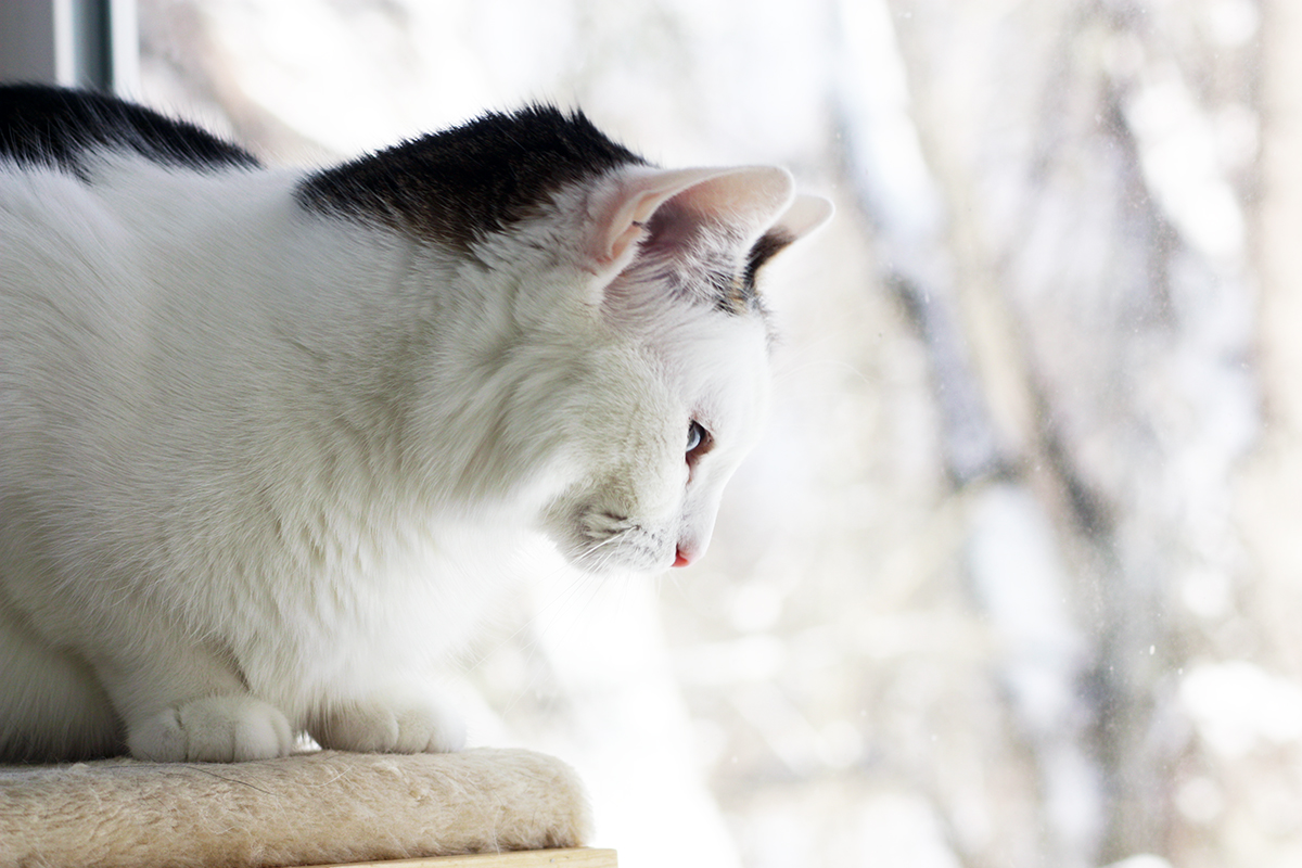 Cats Birdwatching in Winter