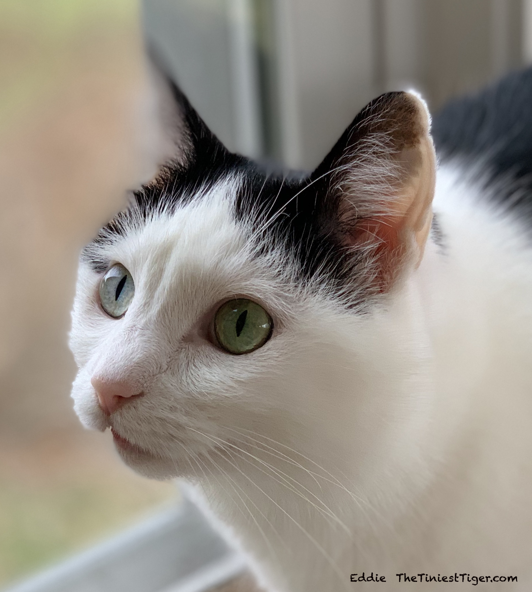 Why Is My Cat's Nose Dry? Causes and Solutions The Tiniest Tiger