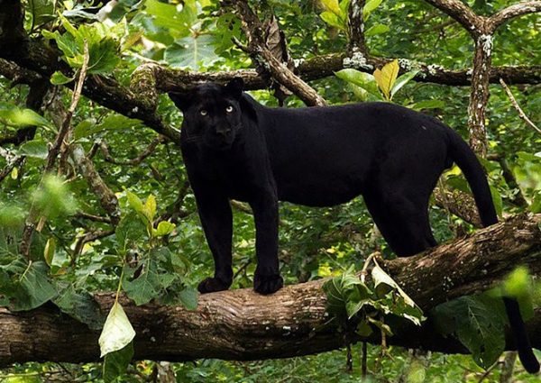 black leopard