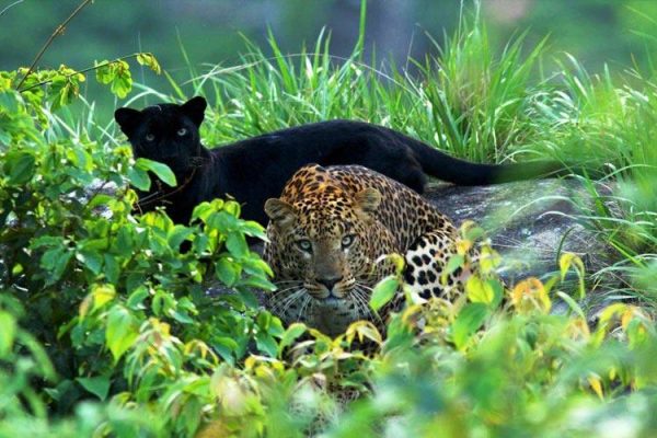 Black leopard with typical leopard