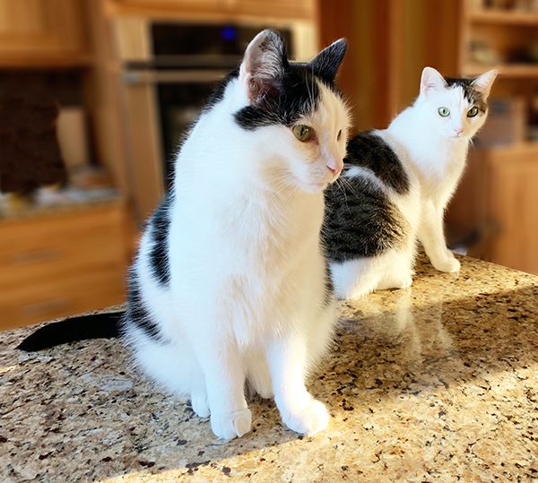 Eddie and Annie on counter 2