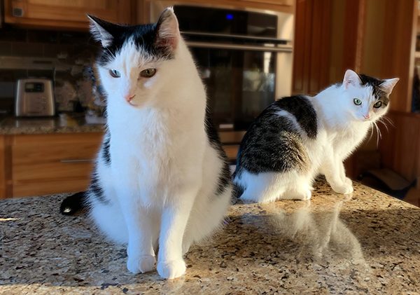 Eddie and Annie on counter