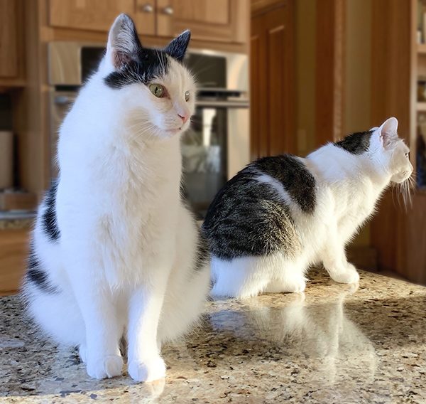 Eddie and Annie on the Counter