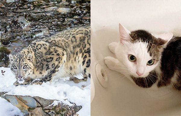 Annie our "little snow leopard" Annnie is a cute leopard name