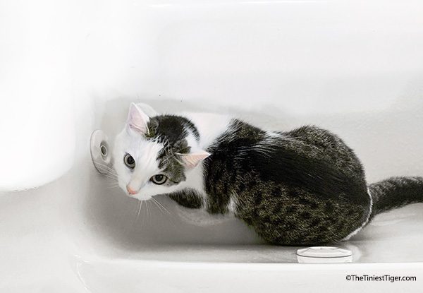 When Bath Towels Shed Like a Cat in Spring – It's the Journey