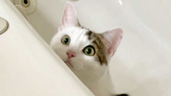 Annie peeking bath tub - The Tiniest Tiger