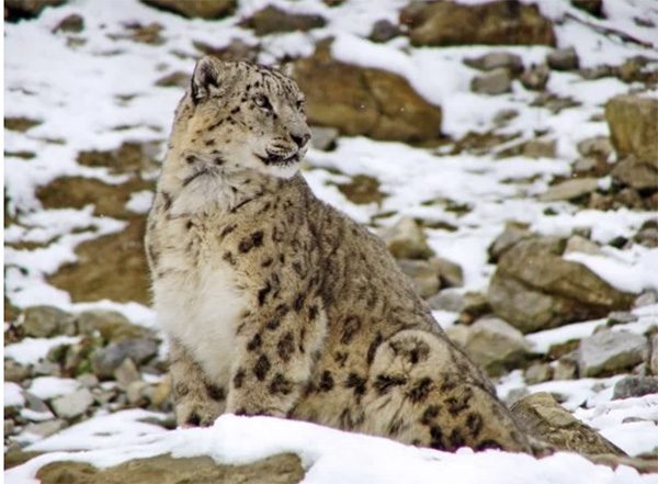 snow leopards have long tails