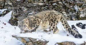 Snow Leopard |Wild cat