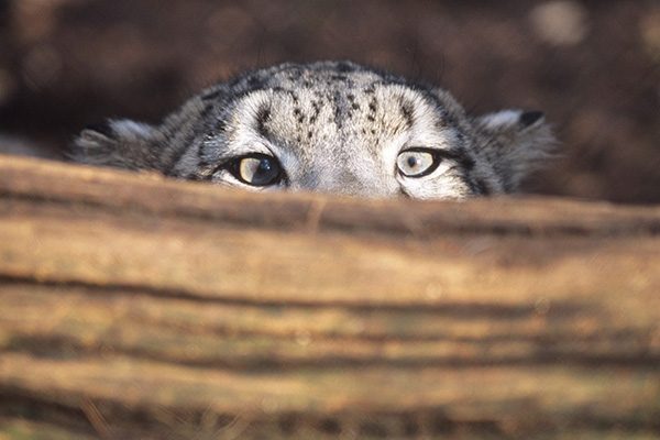 Snow leopard stalking