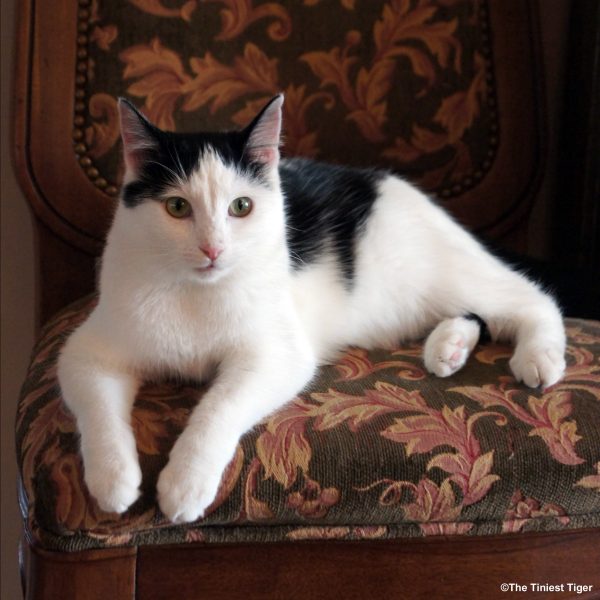 Eddie, our honorary Tuxedo Cat photo by Joanne McGonagle