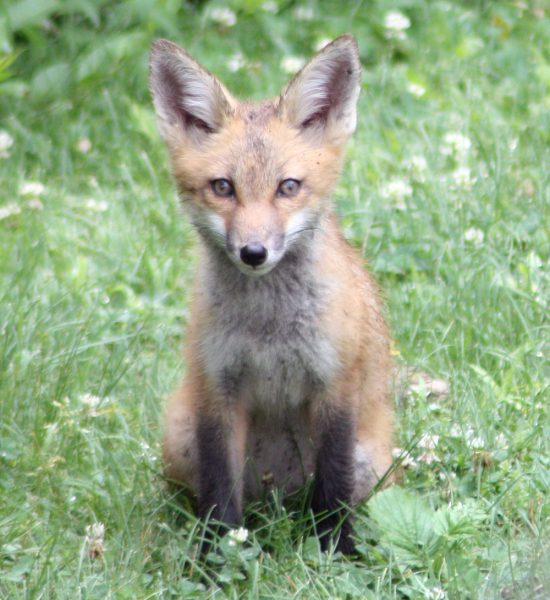 Fox in backyard