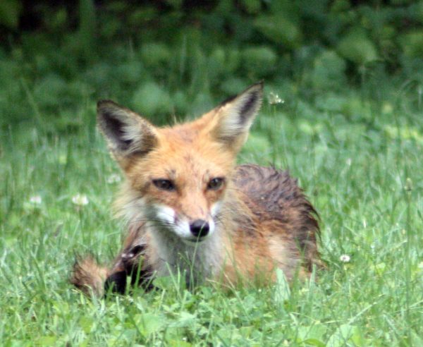 Young fox in grass