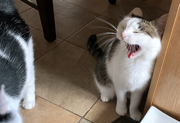 Use Cat Sounds to Show Anger to Cats in 2023