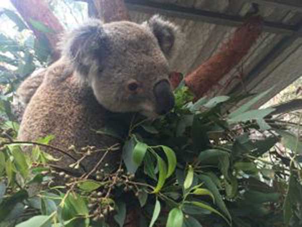 Hospital Rescues Injured from Fires in Koala Habitat