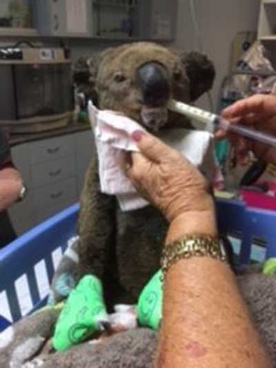 Injured Koala named Paul at the Koala  Hospital