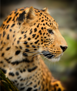 Leopard sound includes the sawing call
