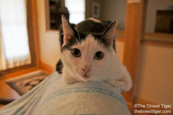 cat climbs to back of chair