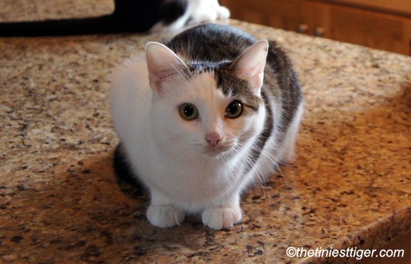 cat on counter. natural instinct to climb