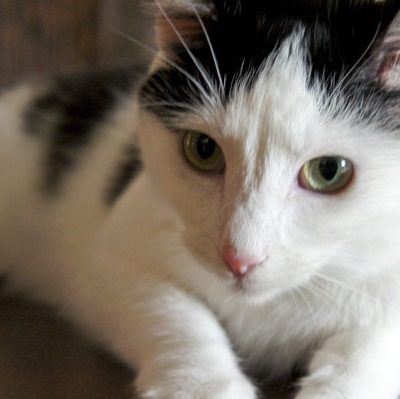 Why Do Cats Purr? The Purr is More Complex Than Contentment