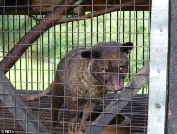 civet  wildlife trade