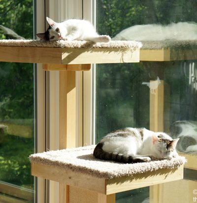 Cat Tower Satisfies Cat Natural Instinct to Climb