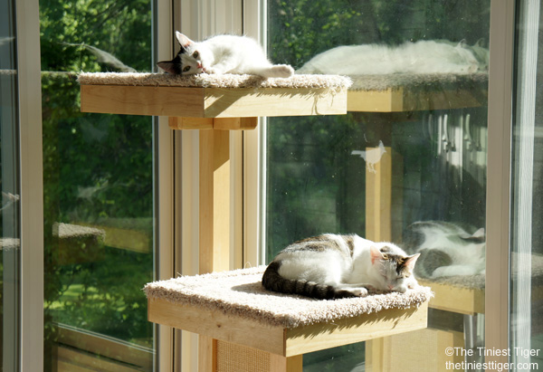 Two cats lying in the sun, their fur glistening as they soak up the warm rays. One of the cats appears to have a pinkish tint on its ears and nose, indicating a sunburn