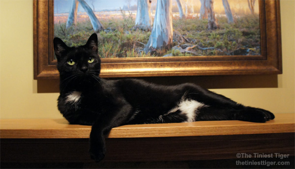 Cat climbs up on mantle