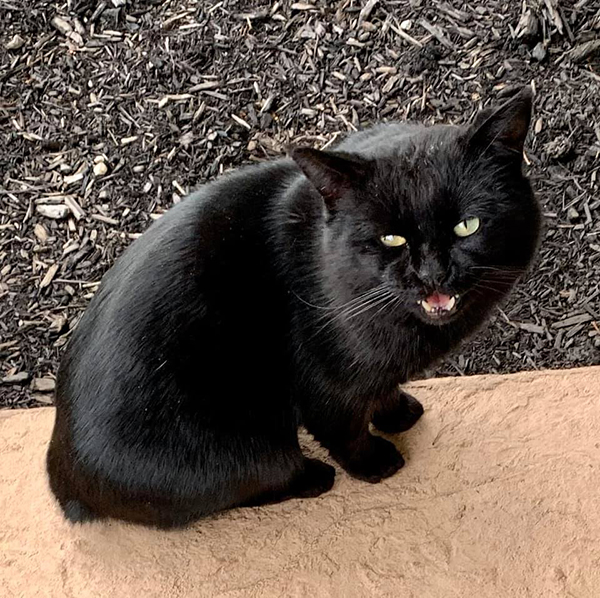 Bob, black cat meowing