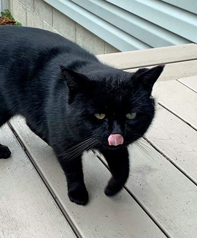 Bob the black cat