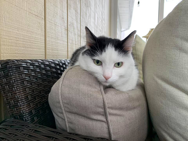 Eddie on back of sofa