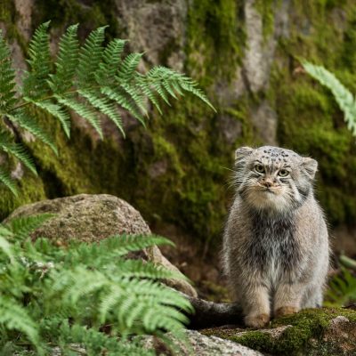 How Pallas’s Cats Camouflage