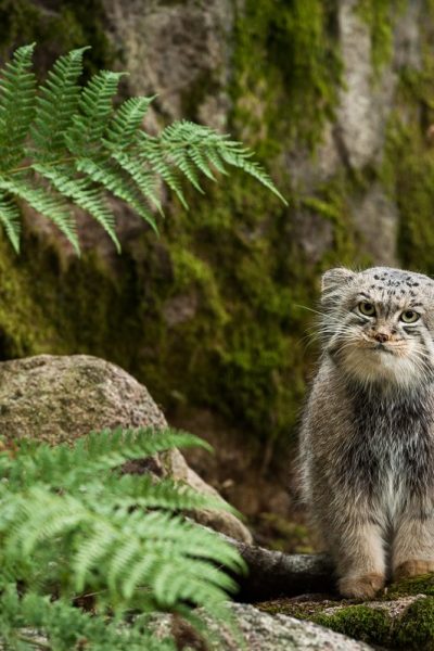 Pallas's Cat Photo Marie Mattsson Accessed from International Pallas's Cat Day Facebook Page
