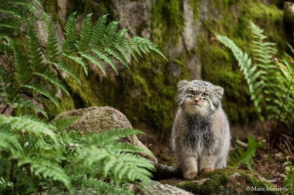 Pallas's Cat  Photo Marie Mattsson  Accessed from International Pallas's Cat Day Facebook Page