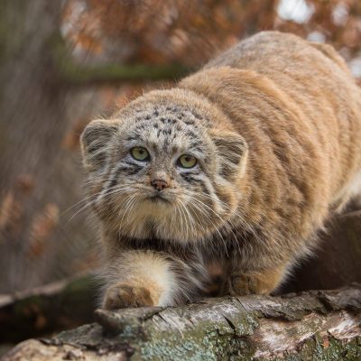Pallas’s Cat Anatomy: An Overview