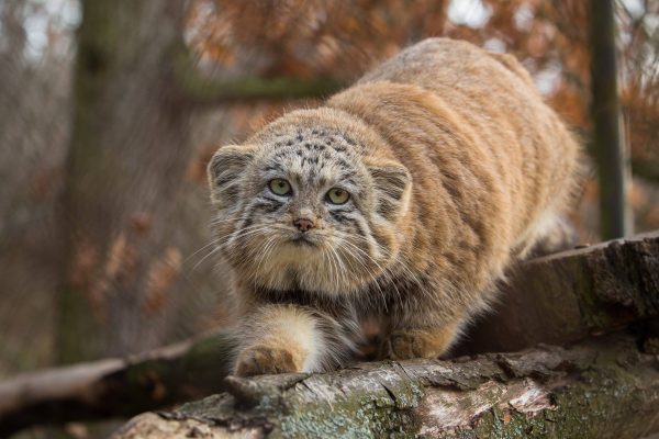 Why Is the Face of the Pallas' Cat So Expressive?