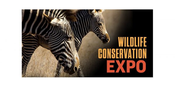 Wildlife Conservation Expo 2020 Goes Virtual - The Tiniest Tiger