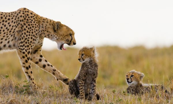 Mother Cheetah with her cubs @ GUDKOVANDREY