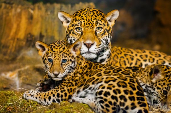 Jaguar cub with mother @ kwiktor