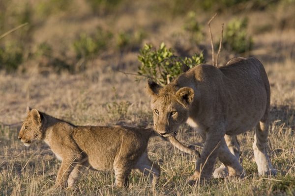 Lioness bites her cub in the Masai Mara - Kenya @ FrankParker   Female lion names