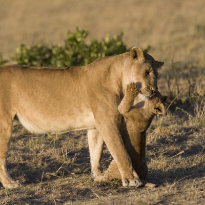 Names for Lionesses: Inspiration for Your Little Lion