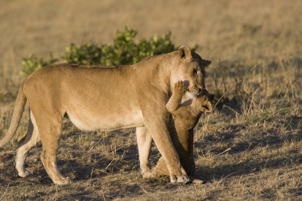 Lioness and her cub in the Masai Mara - Kenya @ FrankParker