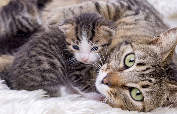 Mom cat and kitten @ EsinDeniz