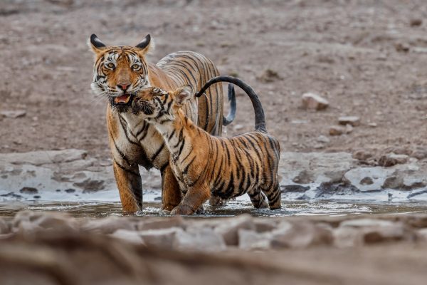 Tiger family together @ Photocech