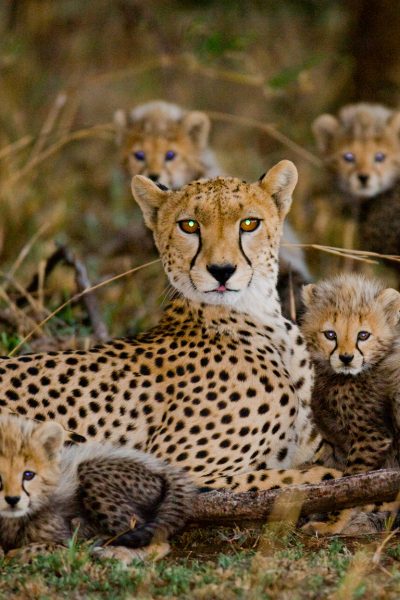 Mother Cheetah with her cubs @ GUDKOVANDREY